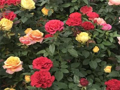 玫瑰花怎么修剪才能多开花快