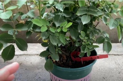 加百列大天使月季优缺点 口碑最好的月季品种