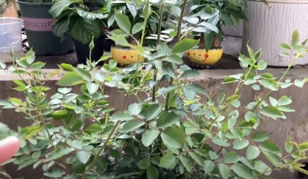 加百列大天使月季优缺点