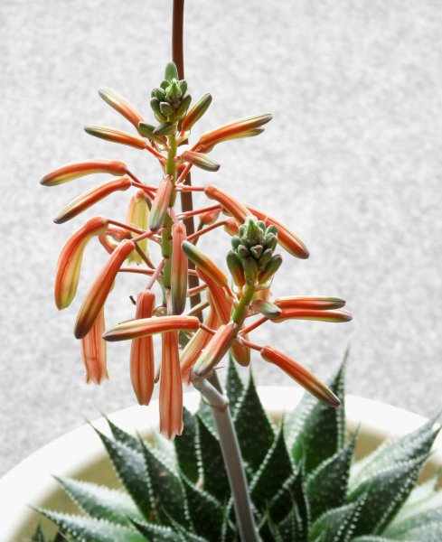 风水学来说芦荟开花预示什么