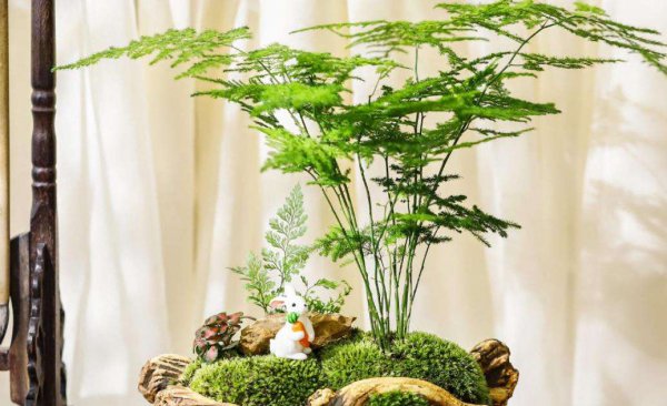 米竹种在家里风水好不好