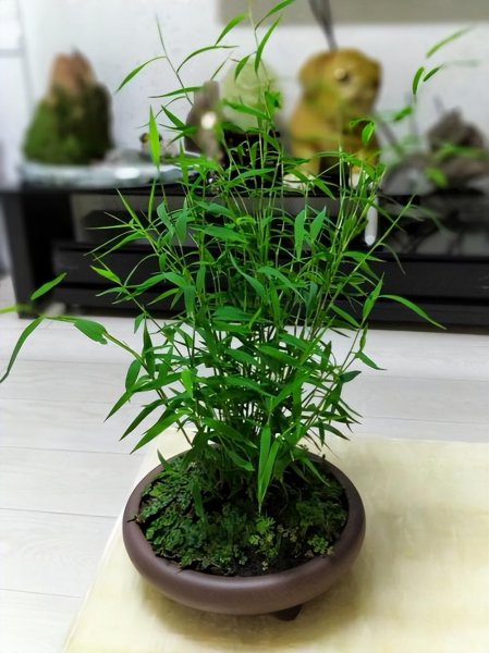 米竹种在家里风水好不好