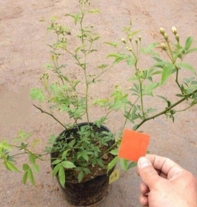 木香花花期多长 花期最长的花排名