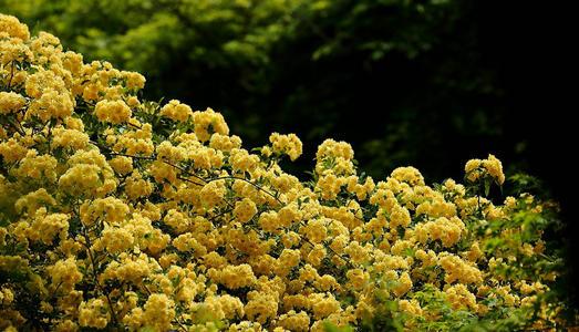 木香花花期多长