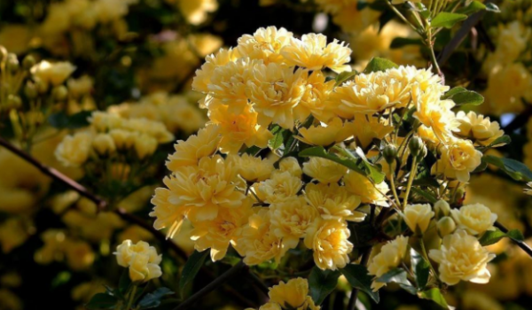 木香花花期多长
