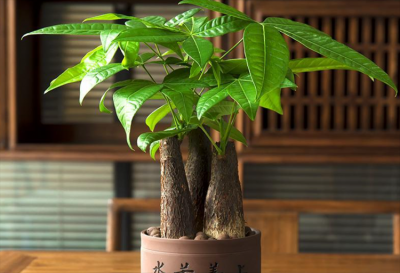 乔迁送什么绿植比较好 最旺家庭的绿植品种