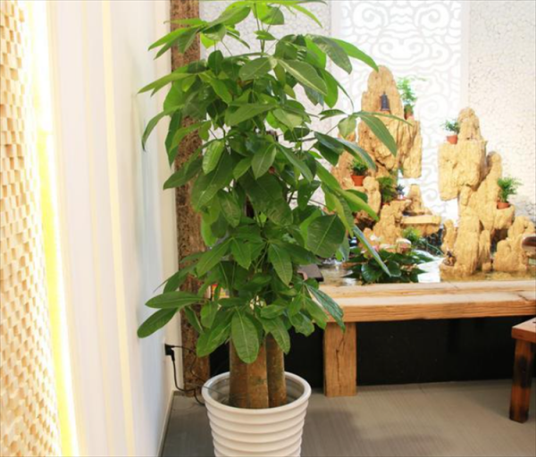 乔迁送什么绿植比较好