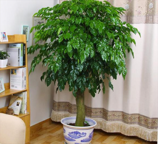 乔迁送什么绿植比较好