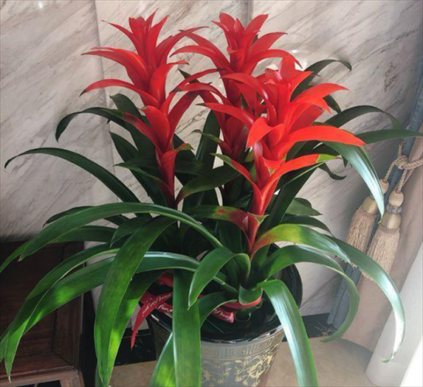 乔迁送什么绿植比较好