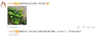 切花胭脂扣月季优缺点有哪些 公认香气最好月季排名榜