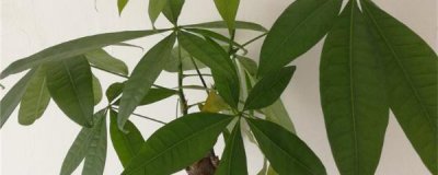 盆栽发财树可以晒太阳吗 发财树晒太阳的正确方法