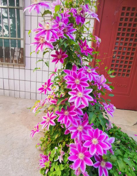 铁线莲一年开几次花的品种