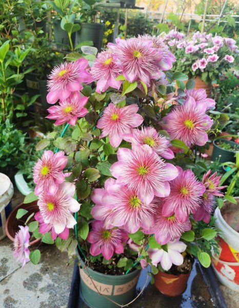 铁线莲一年开几次花的品种