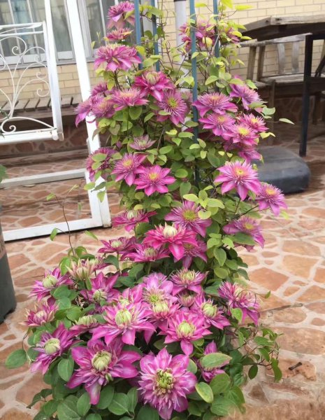 铁线莲一年开几次花的品种