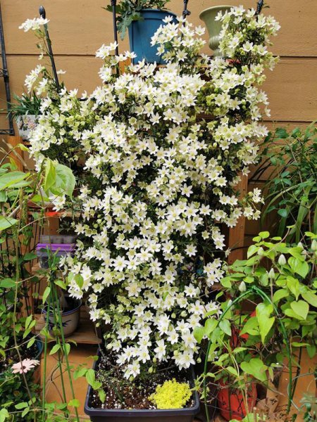 铁线莲一年开几次花的品种