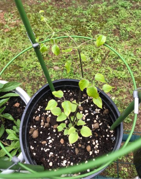 铁线莲一年开几次花的品种