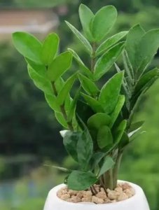 金钱树开花风水预兆是什么 了解金钱树最忌属相