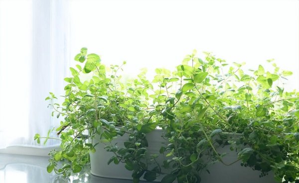 属蛇的人最旺的植物是什么