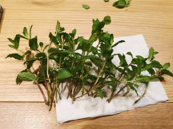 薄荷喜阴还是喜阳