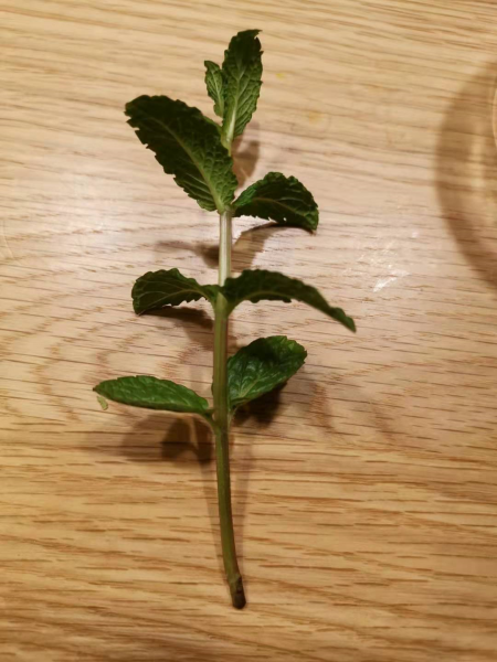 薄荷喜阴还是喜阳