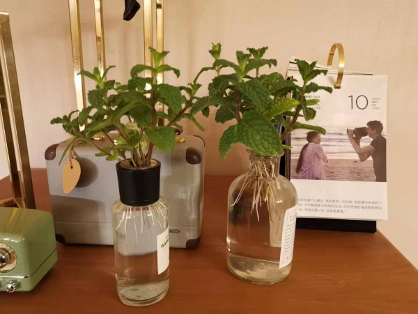 薄荷喜阴还是喜阳
