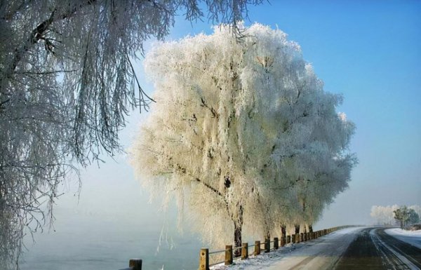 雪柳干枝怎么养多久能开花