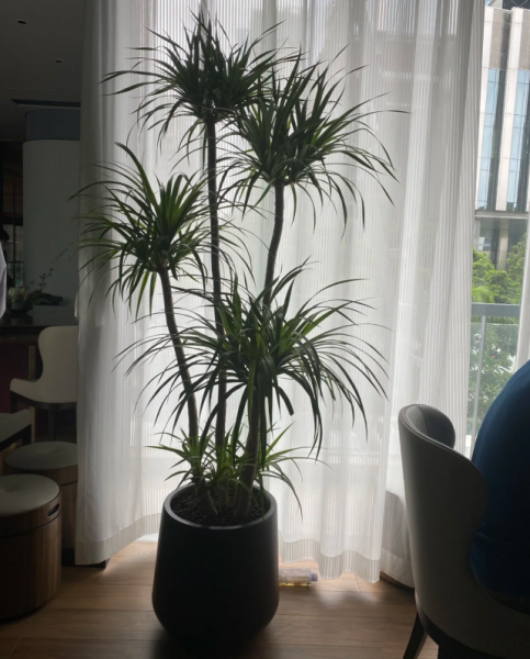 家里种龙血树吉利吗