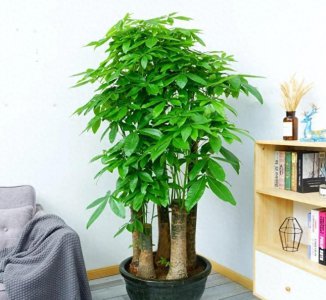 巴西木的风水作用与寓意 了解巴西木对属相的影响