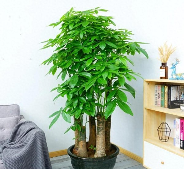 巴西木的风水作用与寓意