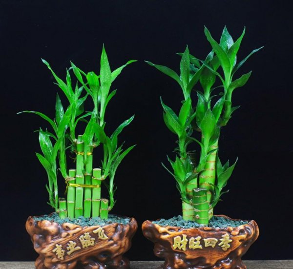 巴西木的风水作用与寓意
