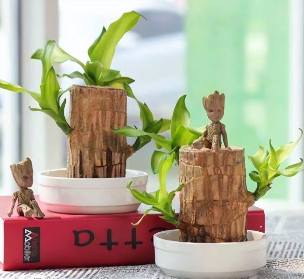 巴西木的风水作用与寓意