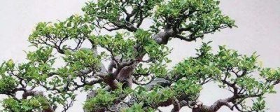 榕树盆景造型技巧 了解榕树盆景的养护方法