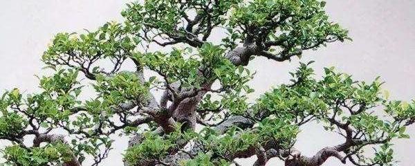 榕树盆景造型技巧