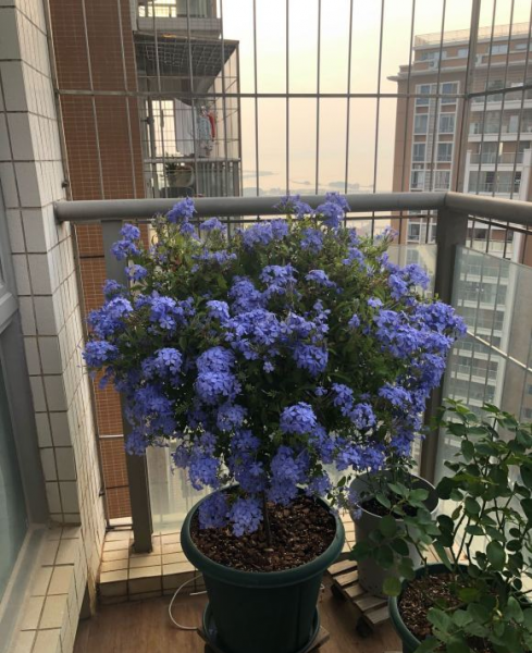 蓝雪花花期有多少时间