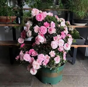 家里为什么不放杜鹃花 杜鹃花摆放家中的寓意