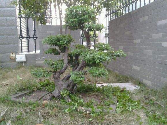 雀梅盆景的养护