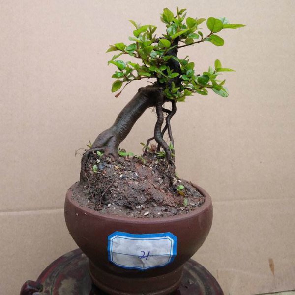 雀梅盆景的养护