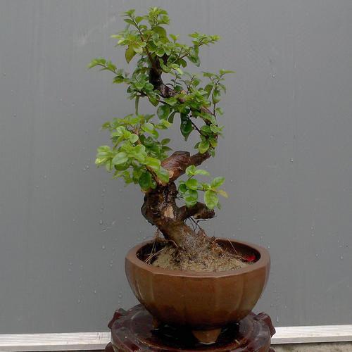 雀梅盆景的养护