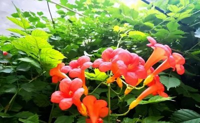 凌霄花几月份开花发芽 一年四季常绿的爬藤植物