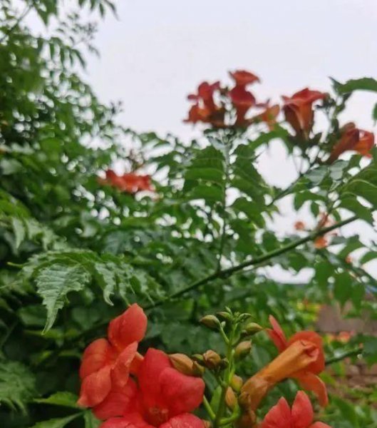 凌霄花几月份开花发芽
