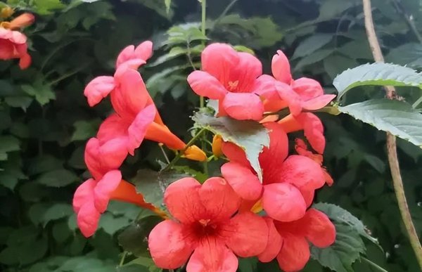 凌霄花几月份开花发芽