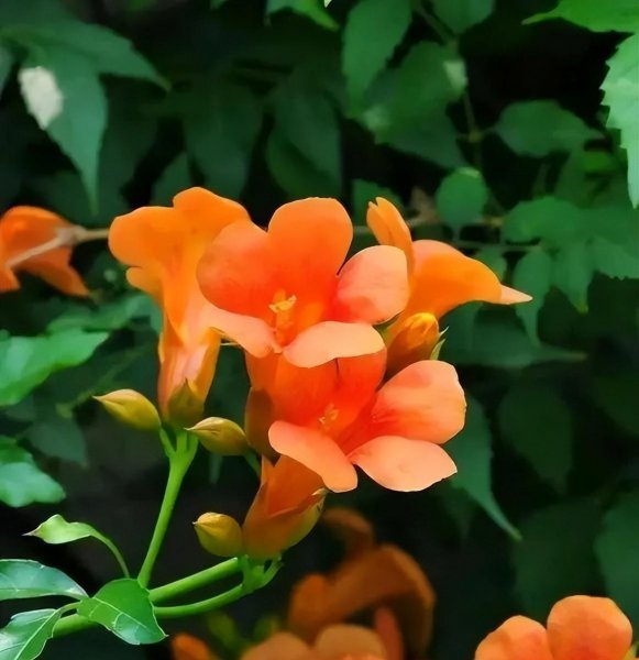 凌霄花几月份开花发芽