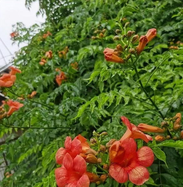 凌霄花几月份开花发芽
