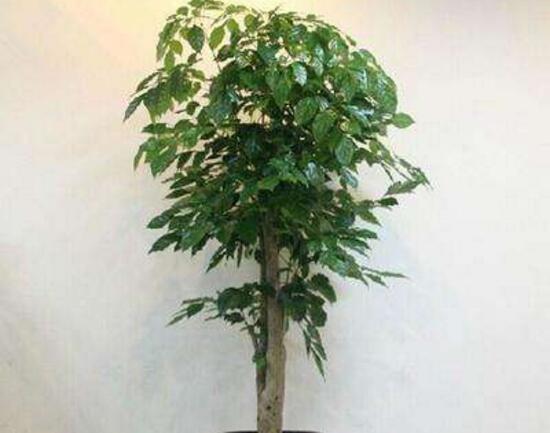 家里养幸福树有毒吗