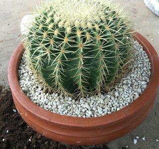 金虎仙人球开花吗 了解金虎浇水的正确方法