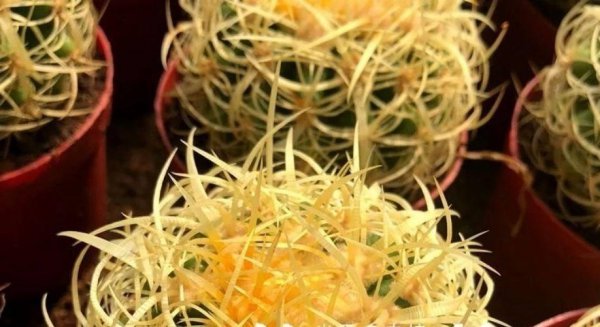 金虎仙人球开花吗