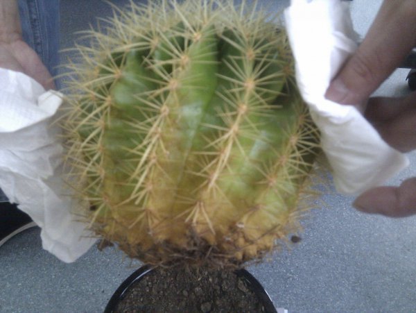 金虎仙人球开花吗