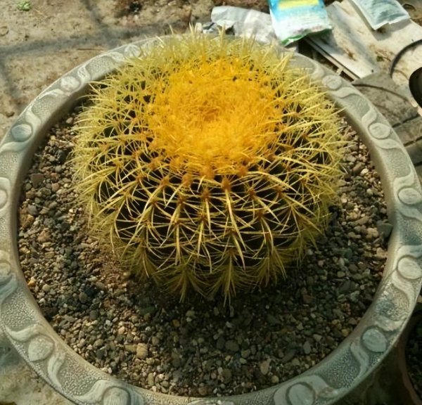 金虎仙人球开花吗