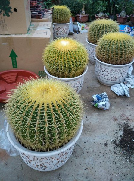 金虎仙人球开花吗