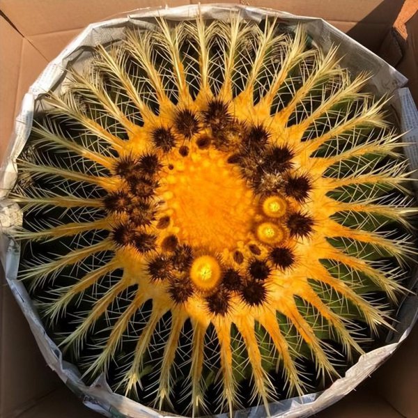 金虎仙人球开花吗